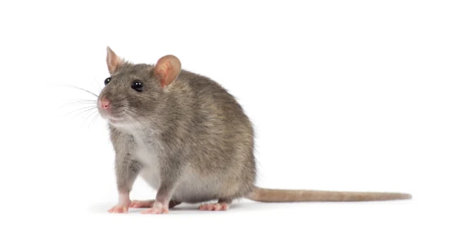 rat isolated on white background