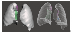 functional models from anatomical scans