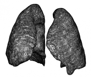 functional models from anatomical scans