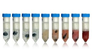 Certo Labs Inc. rare earth magnets