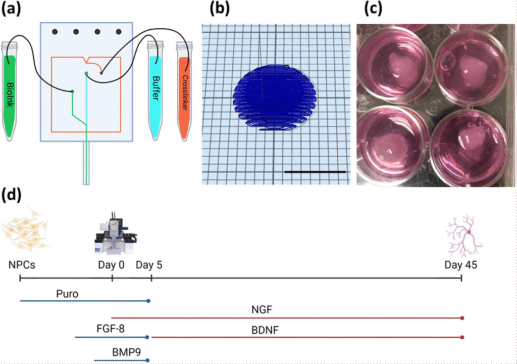 A three-panel diagram describing a workflow for microparticle-enabled 3D bioprinting.
Left Panel: Microfluidic device made from polydimethylsiloxane (PDMS) used to form microparticles via droplet formation and precipitation (~200 µm scale).
Middle Panel: Characterization of microparticles using scanning electron microscopy (SEM) showing spherical particles (~100 µm) and UV-VIS spectrophotometry for analysis.
Right Panel: Integration of microparticles into bioink for use in 3D printing bioconstructs, with an illustration of a bioprinter and printed constructs in a well plate.
