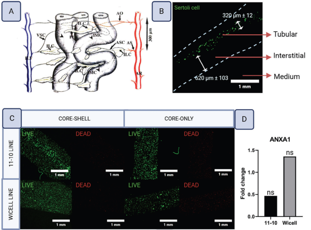 A set of immunofluorescent images showing cellular markers in a neural tissue sample.
Panel m: Red staining for GFAP indicating astrocytes.
Panel n: Green staining for βIII-tubulin marking neurons.
Panel o: Blue staining for ChAT identifying cholinergic neurons.
Panels p–r: Merged images combining red, green, and blue channels, showing colocalization of cell types in tissue with varying magnifications and focus regions.