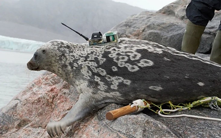 West Greenland ringed seal on rock near sea with tracking unit to measure seal population and movements.