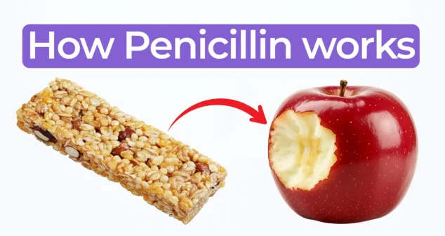 Penicillin mechanism explained using food analogy with cashew bar representing beta-lactam antibiotic binding to apple representing bacterial enzyme