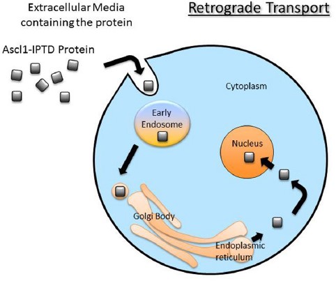 Cellular reprogramming